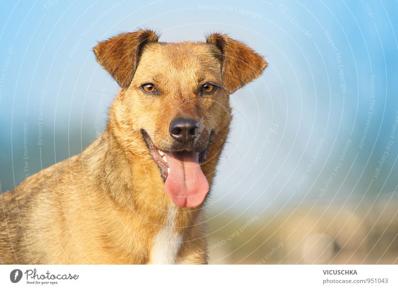 Happy mongrel dog, portrait. Leisure and hobbies Nature Animal Sky Spring Summer Autumn Park Pet Dog 1 Joy Crossbreed Mouth Tongue Eyes Friendship Blue Light