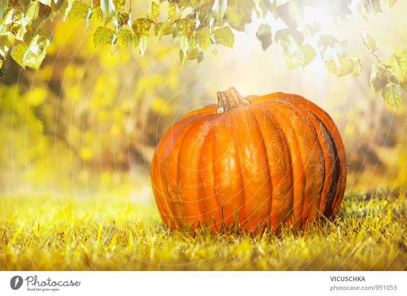 Pumpkin on leaves in autumn garden Design Thanksgiving Hallowe'en Business Nature Plant Sunlight Autumn Beautiful weather Leaf Garden Park Yellow Orange