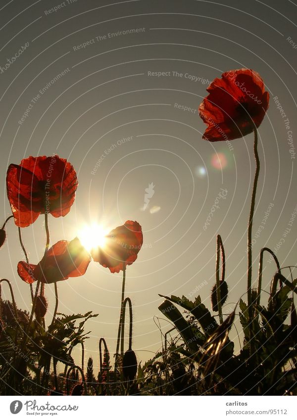 According to the trend is before the trend Poppy Corn poppy Red Field Meadow Grass Back-light Summer Physics Blossom Spring Celestial bodies and the universe