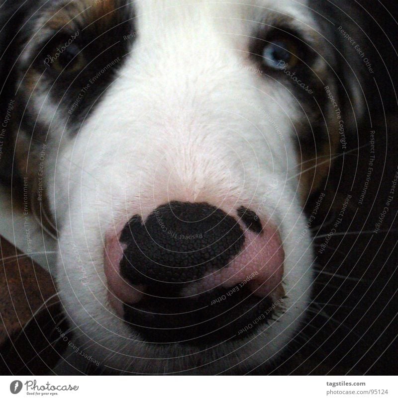 snout Australia Dog Animal Livestock breeding Snout Dog's snout White Pink Black Brown Dreamily Relaxation Cow markings Mammal Australian shepherd Shepard