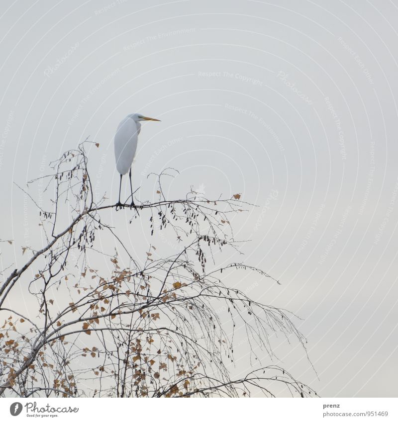 white Environment Nature Animal Autumn Tree Wild animal Bird 1 Gray White Great egret Heron Stork village Linum Colour photo Exterior shot Deserted