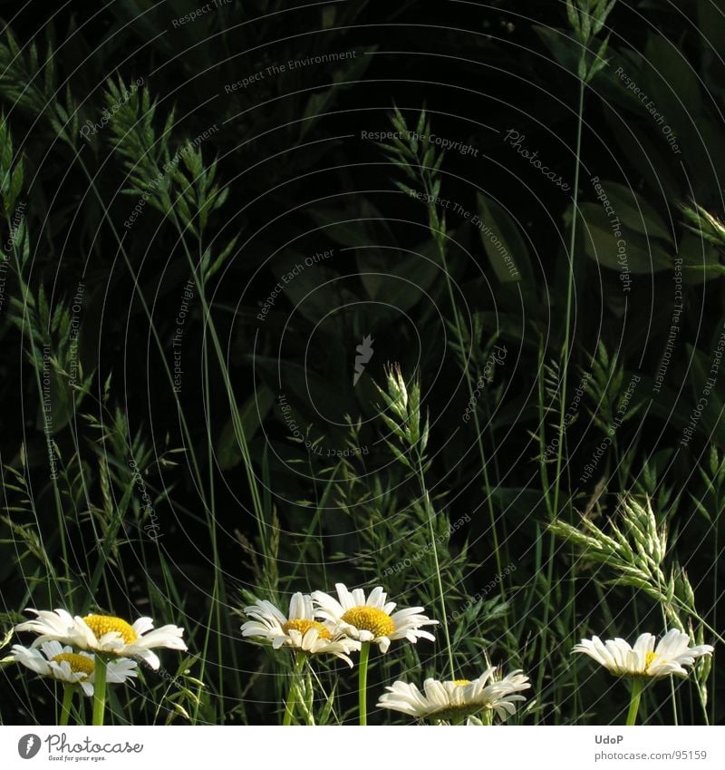 Grasses on marguerites with cherry laurel Marguerite Blossom Flower Green White Yellow Meadow Square Summer thirtieth picture Contrast