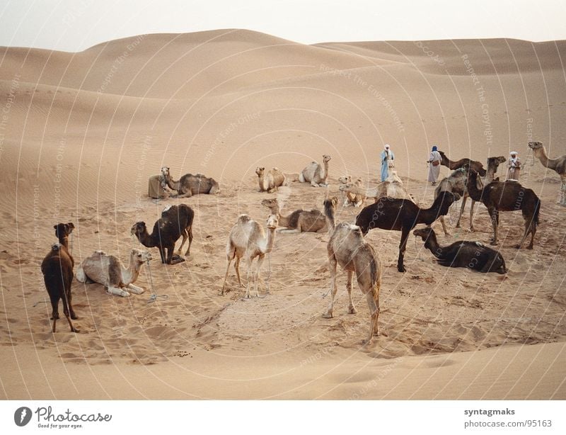 caravan rest Dromedary Closing time Calm Break Morocco Earth Sand Africa Mammal sandy desert Berber Evening unsaddled Peaceful quiet in the evening