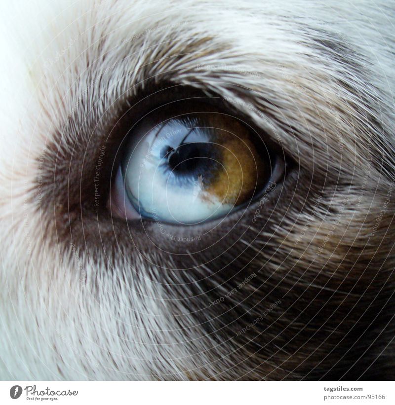 eye Australia Dog Animal Livestock breeding White Black Brown Dreamily Loyalty Cow markings Dog eyes Zoom effect Mammal Australian shepherd Shepard breeding dog