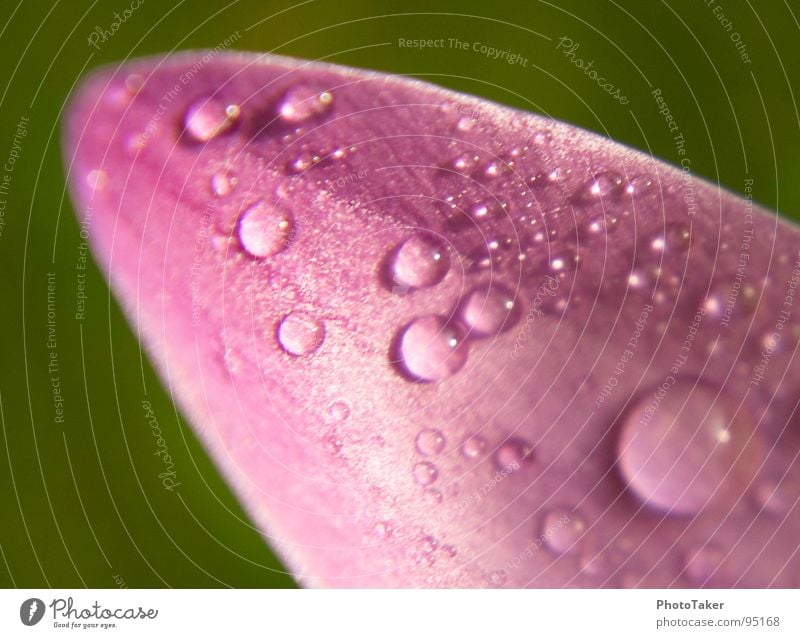 Shortly after the rain Rain Blossom Spring Violet Macro (Extreme close-up) Close-up Garden Park Drops of water tree crocus