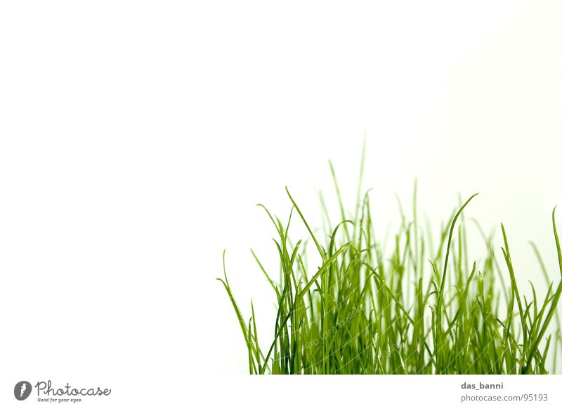 clean gras - space is luxury! Grass Blade of grass Bright background Copy Space top Tuft of grass Organic Verdant Grass green