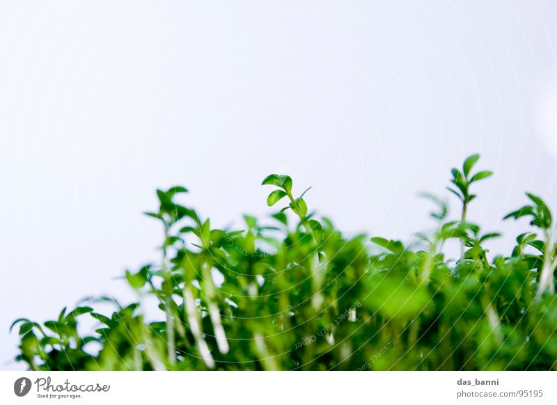 The Experiment - Cress Part 1 Macro (Extreme close-up) Leaf green Bright background Copy Space top