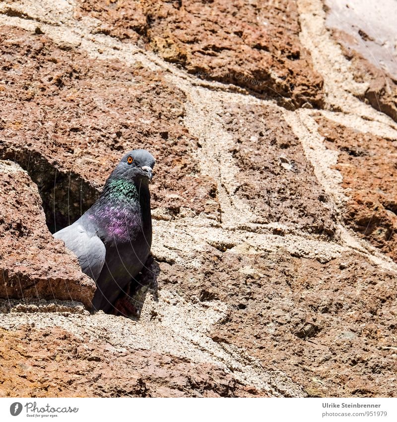 Development opportunities | niche existence Castle Wall (barrier) Wall (building) Animal Wild animal Bird Pigeon Animal face 1 Observe Looking Sit Wait