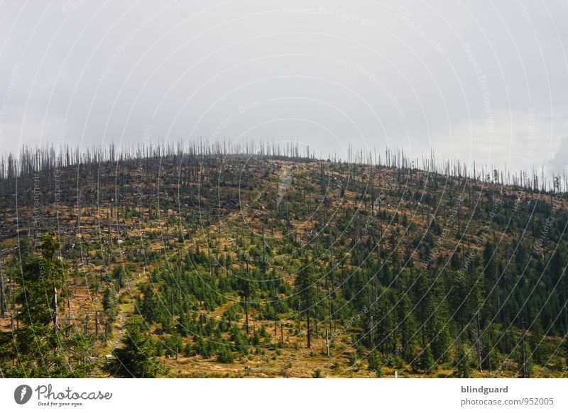 Over the hills and far away Environment Nature Landscape Plant Earth Air Sky Clouds Summer Climate Climate change Weather Bad weather Fog Rain Tree