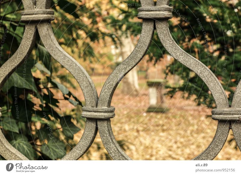 transparency Nature Autumn Tree Ivy Leipzig Park window grilles Metal Old Brown Gold Green Beautiful Calm Grief Longing Loneliness Moody Exterior shot Deserted