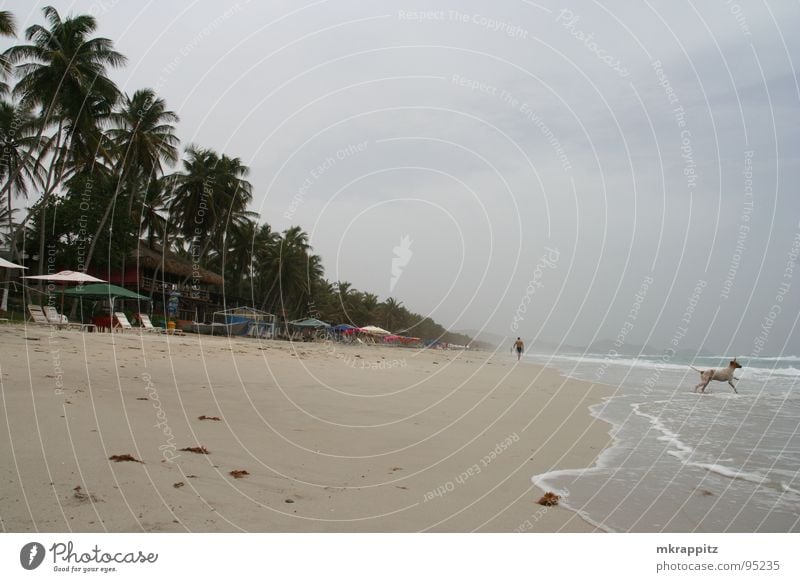 Beached South America Venezuela Ocean Far-off places Palm tree Dark Dog Bad weather Sky El Aqua Isla Margarita Sand Clouds