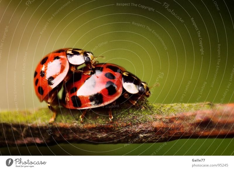 Gib´s me, baby! Ladybird Animal Together 2 To board Lust Point In pairs Pair of animals