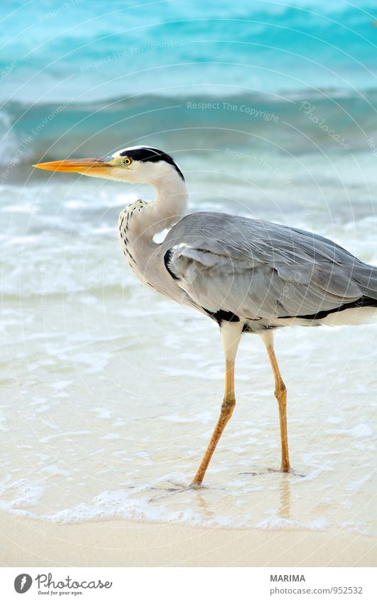 Grey Heron Style Exotic Relaxation Vacation & Travel Beach Ocean Island Waves Nature Animal Sand Water Coast Bird Blue Gray Turquoise Watchfulness Grey heron