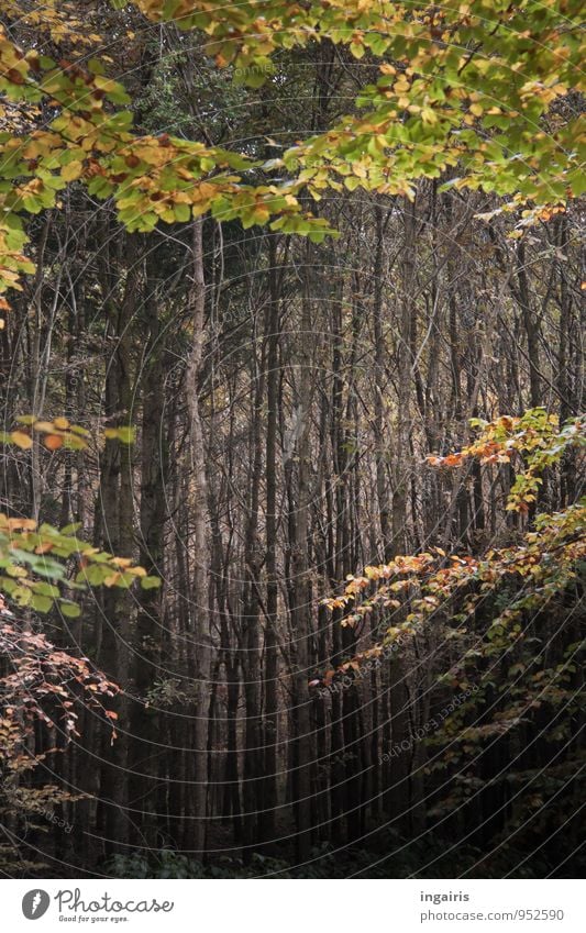 Empty Autumn Forest Nature Plant Climate Tree Leaf Forestry Growth Exceptional Dark Natural Brown Gray Green Calm Belief Contentment Idyll Moody Grief