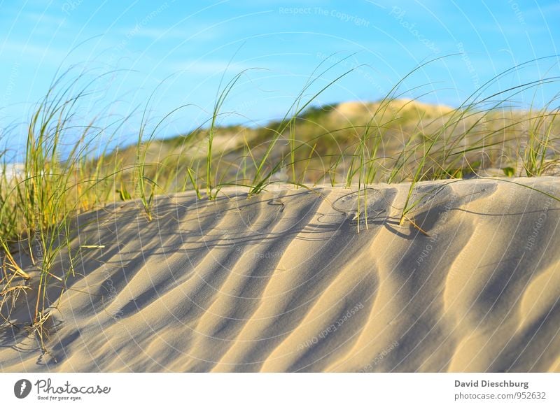 dune landscape Vacation & Travel Summer vacation Landscape Sand Sky Sunrise Sunset Beautiful weather Plant Grass Foliage plant Beach Desert Oasis Blue Yellow