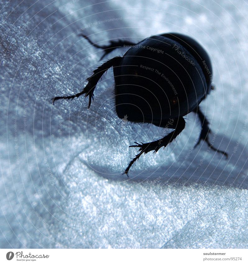 Panzers bottom Insect Escape Armor-plated Panic Paper Light Painting and drawing (object) Square Thread Beetle Walking Legs Macro (Extreme close-up) Close-up