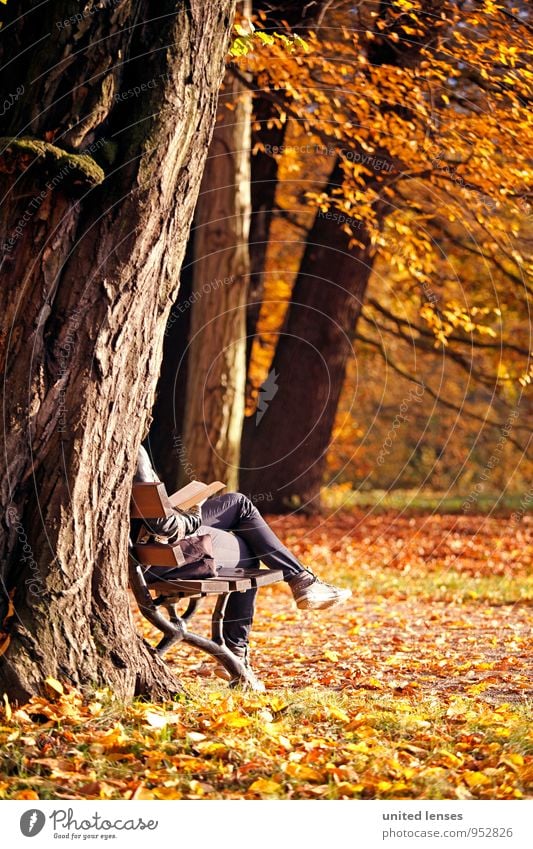 AK# Autumn book Art Esthetic Contentment Autumnal Autumn leaves Autumnal colours Early fall Autumnal weather Automn wood Autumnal landscape Romance Dreamily