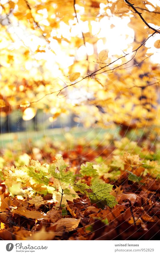 AK# Undergrowth Environment Nature Landscape Plant Esthetic Contentment Autumnal Autumn leaves Autumnal colours Early fall Autumnal weather Automn wood