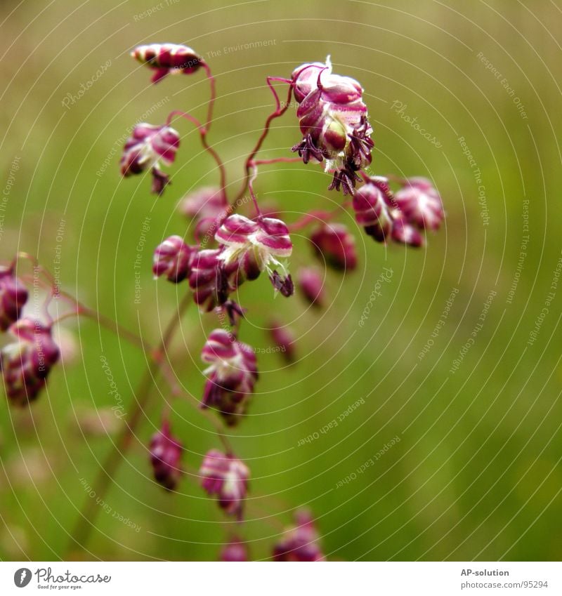 quaking grass Meadow Grass Flower meadow Blossoming Plant Growth Macro (Extreme close-up) Sprinkle Spring Summer Violet Green Bouquet Bee Spring fever Beautiful