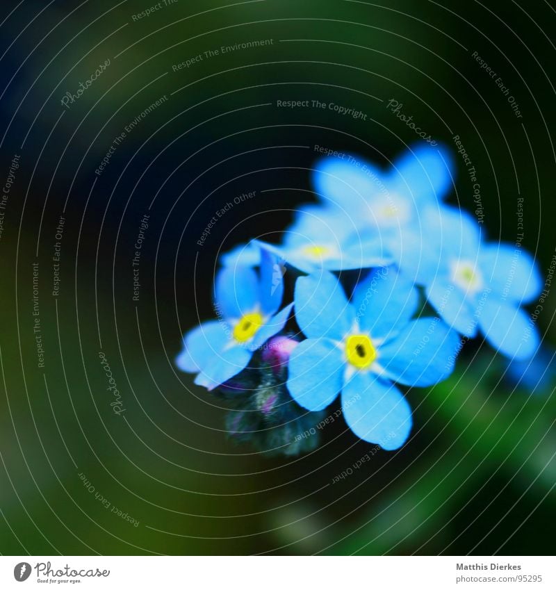 FORGET-ME-NOT Flower Macro (Extreme close-up) Yellow Forget-me-not Bouquet Blur Depth of field Summer Brilliant Sated Peace Detail Blue Graffiti Colour