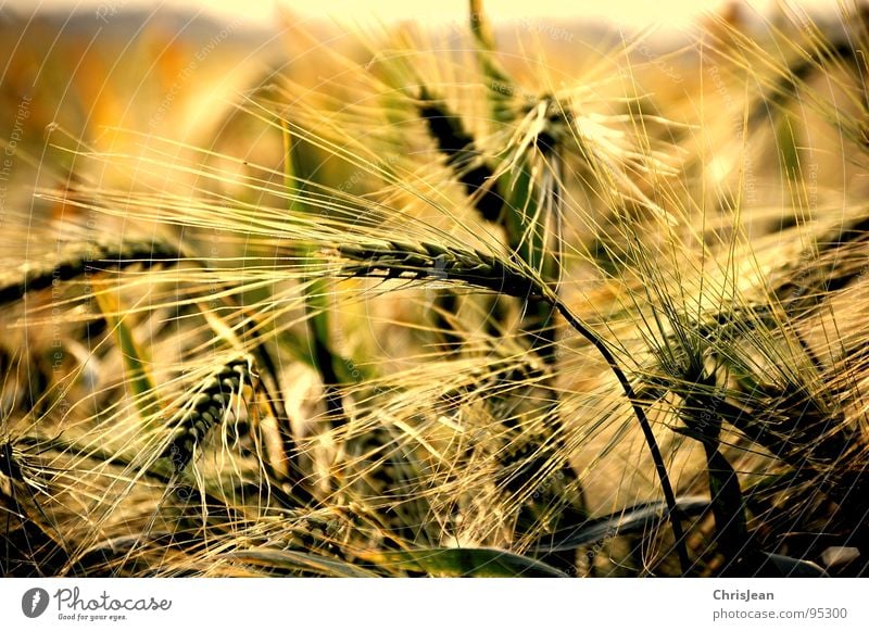 barley field Field Yellow Barley Evening Evening sun Lighting Moody Agra Agriculture Blade of grass Plain Niederrhein Sharp Working in the fields Ear of corn