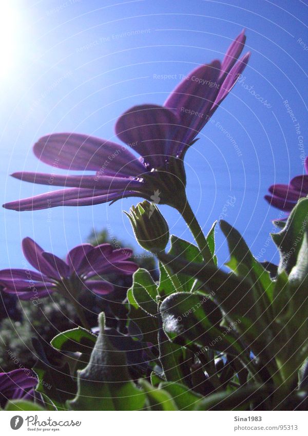 towards the sun Flower Plant Animal Meadow Green Violet Beautiful Blossom Physics Summer Clouds Exterior shot To enjoy Relaxation Nature Garden Cast Blossoming