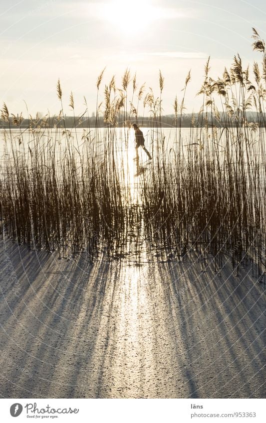 city lake Leisure and hobbies Ice-skating Winter Life 1 Human being Environment Nature Landscape Sky Frost Common Reed Coast Lakeside Glittering Walking Sports