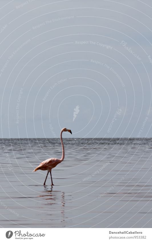 flamingo Vacation & Travel Tourism Trip Far-off places Freedom Nature Water Sky Clouds Horizon Coast Bay Ocean Lake Animal Bird Flamingo 1 Esthetic Pink