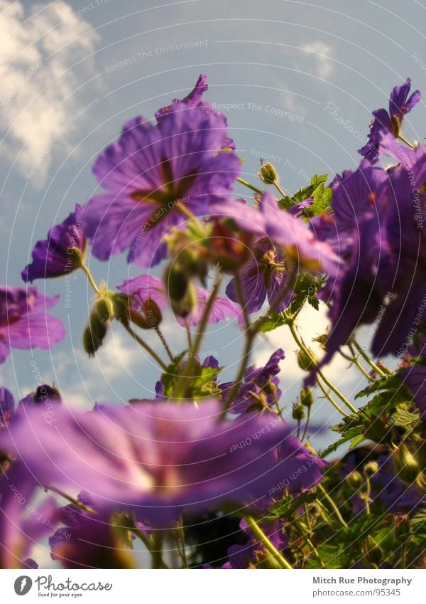 beetle view Flower Plant Green Worm's-eye view Violet Plantlet Wild plant Sky Cotton wool clouds Spring Sprout Growth Meadow Meadow flower