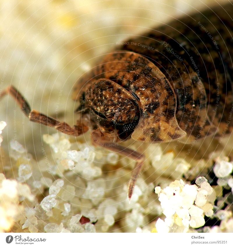 Woodlouse (Porcellio scaber)_01 Pill bug Isopod Brown Red Disgust Feeler Insect Gray Beige Animal Dirty Fear Panic Macro (Extreme close-up) Close-up