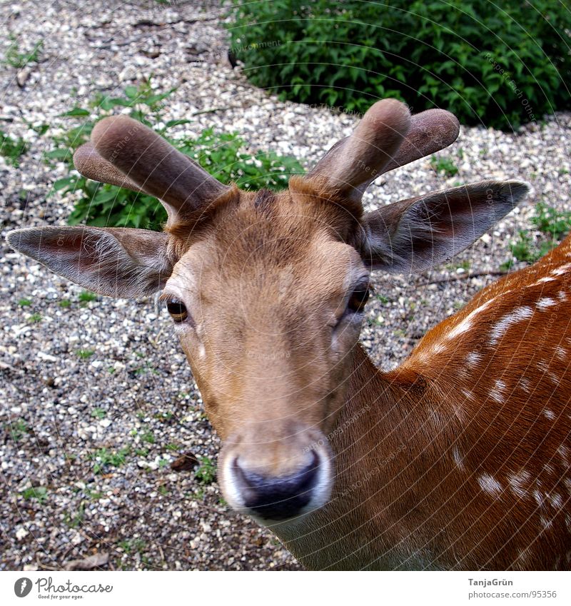 *trustwardly look* Antlers Brown Animal Gravel Bushes Green Game park Snout Deer Roe deer Soft Timidity Curiosity Pebble Mammal Beautiful Point Wild animal Eyes