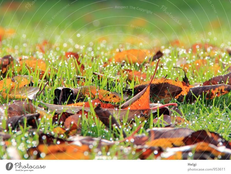 November morning... Environment Nature Landscape Plant Drops of water Autumn Beautiful weather Grass Leaf Garden Glittering Illuminate Lie To dry up Growth