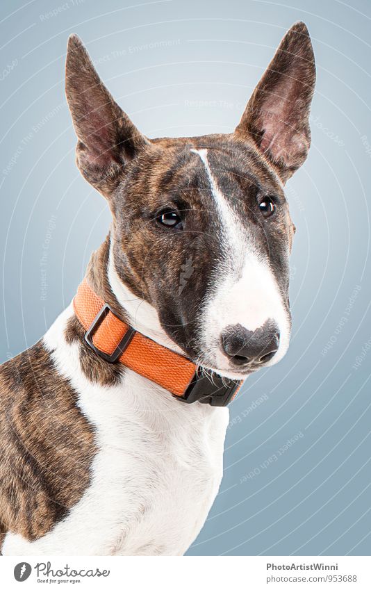 Miniature Bull Terrier Leisure and hobbies Dog Friendliness Small Friendship Sweet Colour photo Interior shot Studio shot Close-up Neutral Background