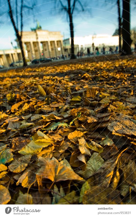 Brandenburg Gate Berlin Capital city Seat of government Government Palace Reichstag Landmark wallroth langhans Autumn Autumn leaves Leaf Sun October