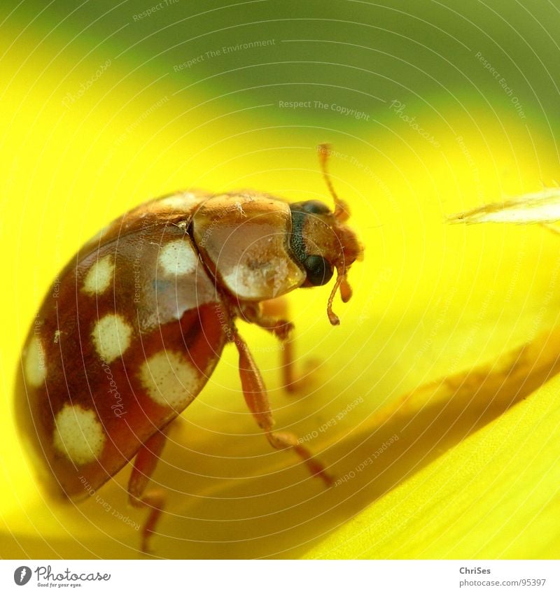 Sixteen-spotted ladybird Ladybird Insect White Yellow Green Animal Beetle Spring Summer Macro (Extreme close-up) Close-up Adalia decempunctata Orange Point