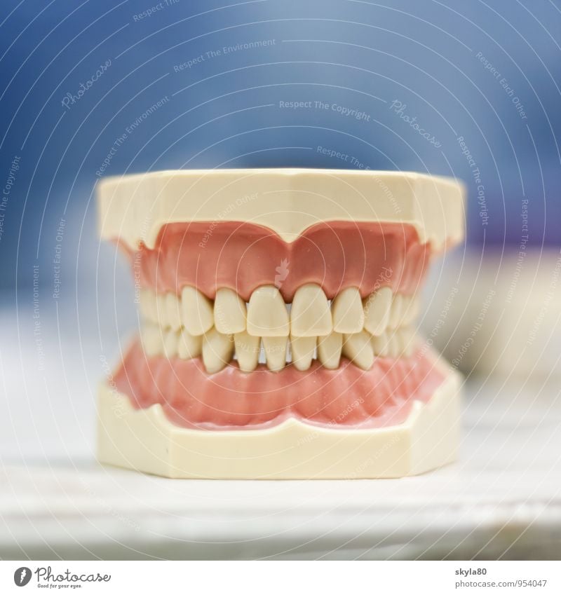 grin cheek Dentist Teeth Set of teeth Laughter smile Gum Prothesis Dental implant Dental technology Dentistry medicine Clean Mouth Health care Medical treatment