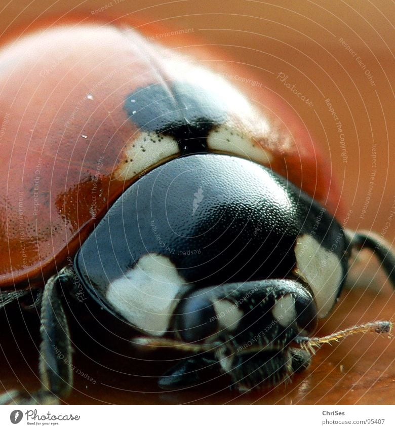 Seven-point ladybird 7 Ladybird Insect White Black Animal Beetle Spring Summer Macro (Extreme close-up) Close-up Seven-spot ladybird Orange Point ChrISISIS