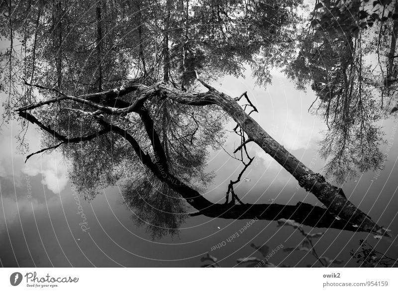 burial at sea Environment Nature Landscape Plant Water Sky Clouds Beautiful weather Tree Wild plant Branch Coast Pond Wood Authentic Maritime Natural Gloomy