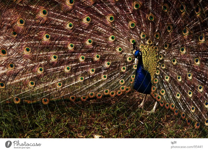 77 eyes Peacock Peacock feather Seeming Beautiful Heavenly Soft Blind Green Glittering Thread Thin Detached Individual Jewellery Watchfulness Zoo Animal Feather