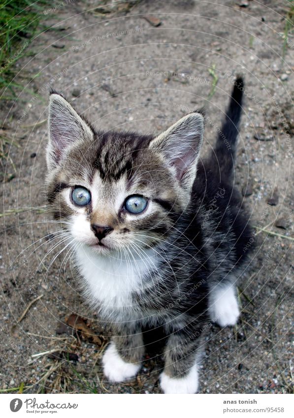 Your blue eyes... Cat Small Cute Pelt Doomed Loneliness Pet Meow Search Innocent Mammal Baby animal Kitten Domestic cat Exterior shot Animal portrait Whisker