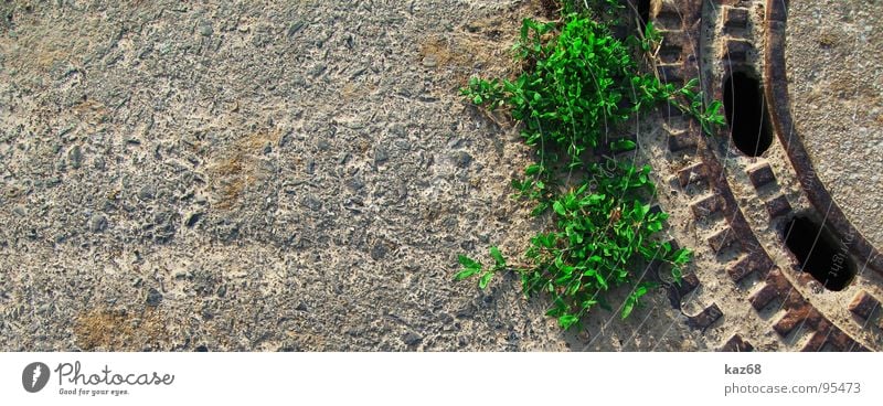 plants Green Gully Outbreak Background picture Breach Brown Gray Round Hollow Pattern Calm 2 Black Plant Side by side Water Power Force Sewer Street