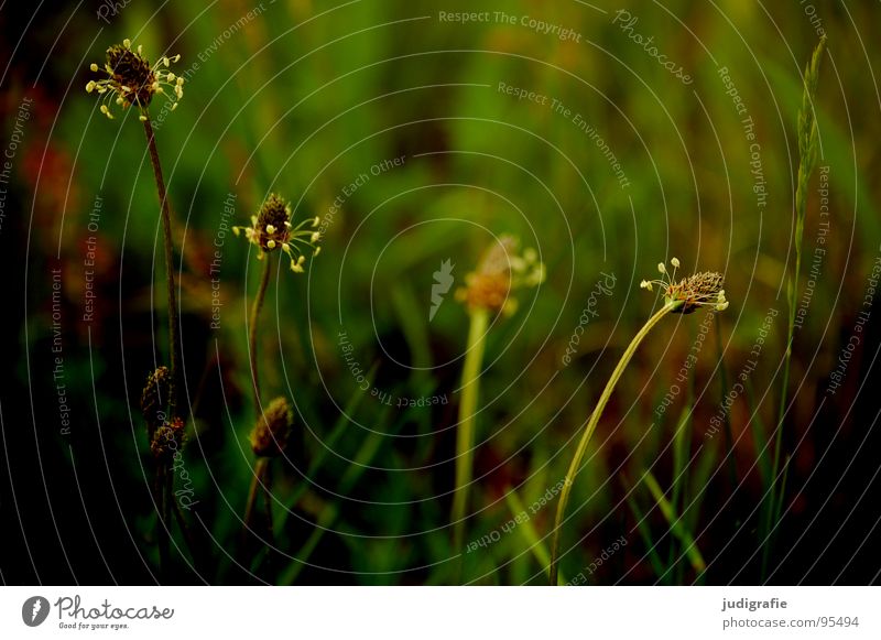 meadow Plantain Medicinal plant Heathland Blossom Flower Stalk Red Brown Black Summer Environment Growth Flourish Meadow Beautiful Colour Wild animal Nature