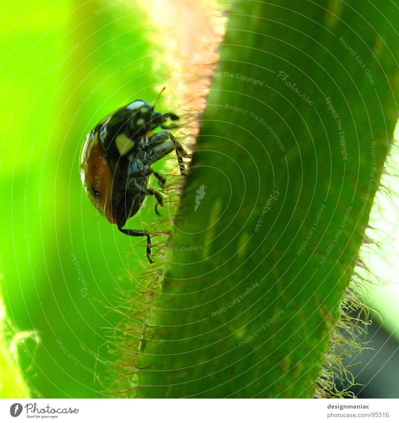 Let's go, let's go! Ladybird Green Stalk Style Crawl Above Red Black Bright green Plant Grass Small Summer Hunter Steep Macro (Extreme close-up) Close-up Beetle