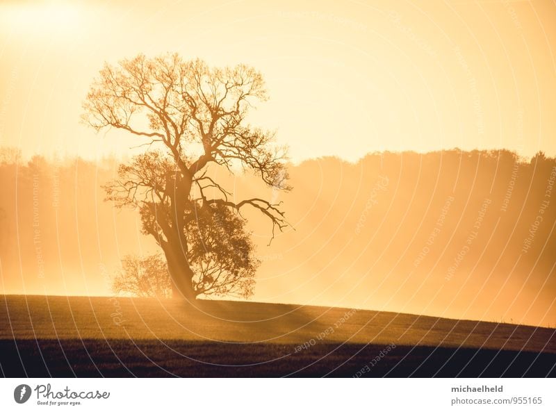 To the mountains in the morning ... Environment Nature Landscape Sunrise Sunset Sunlight Autumn Tree Field Forest Hope Belief Grief Death Homesickness