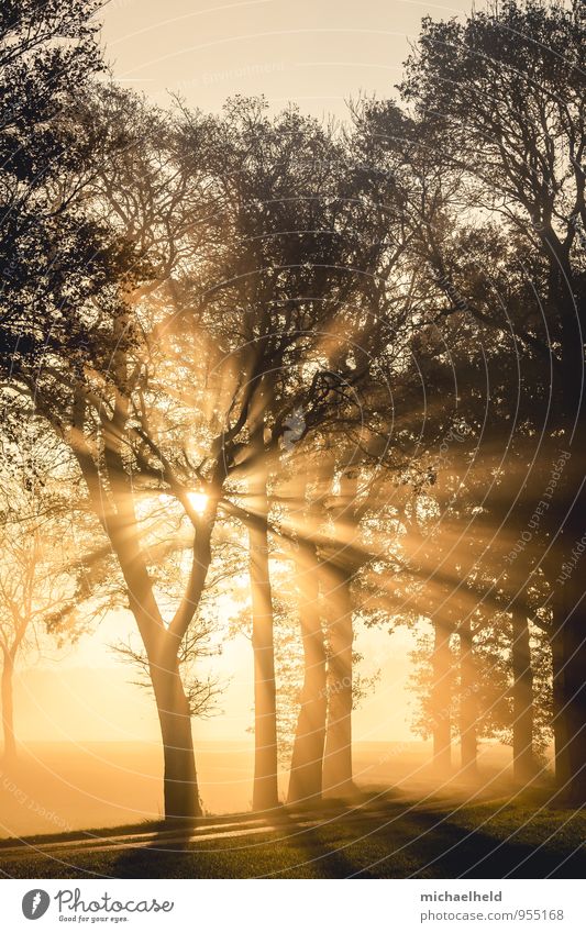 Breakthrough 2 Landscape Sunrise Sunset Sunlight Autumn Tree Forest Emotions Hope Belief Humble Beginning Love Morning fog Brilliant Exterior shot Dawn Sunbeam