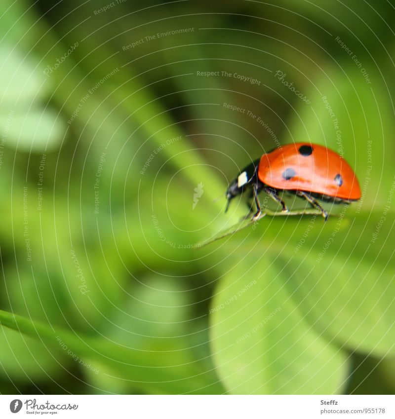 Lucky charm light on a shamrock Good luck charm Ladybird Ease Four-leafed clover Cloverleaf Happy lucky beetle bring good luck Beetle light-footed