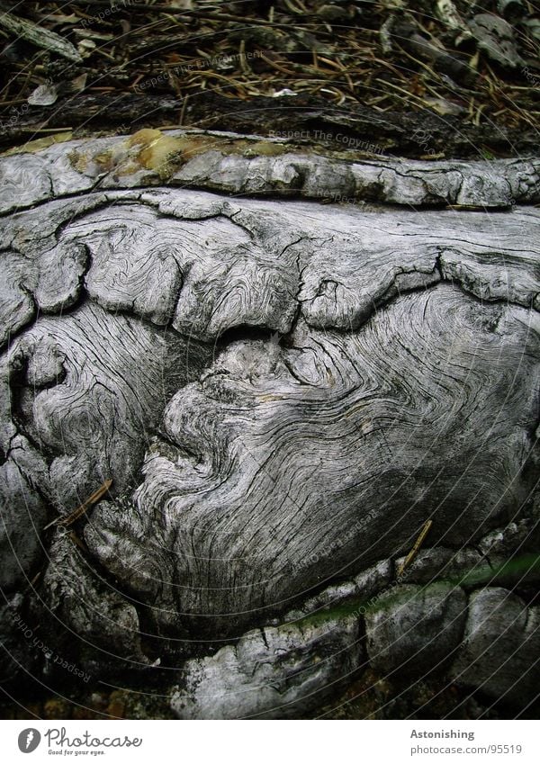 Another root?? Environment Nature Plant Tree Growth Old Strong Gray Root Ground Wood Firm Structures and shapes Colour photo Exterior shot Deserted Day Shadow