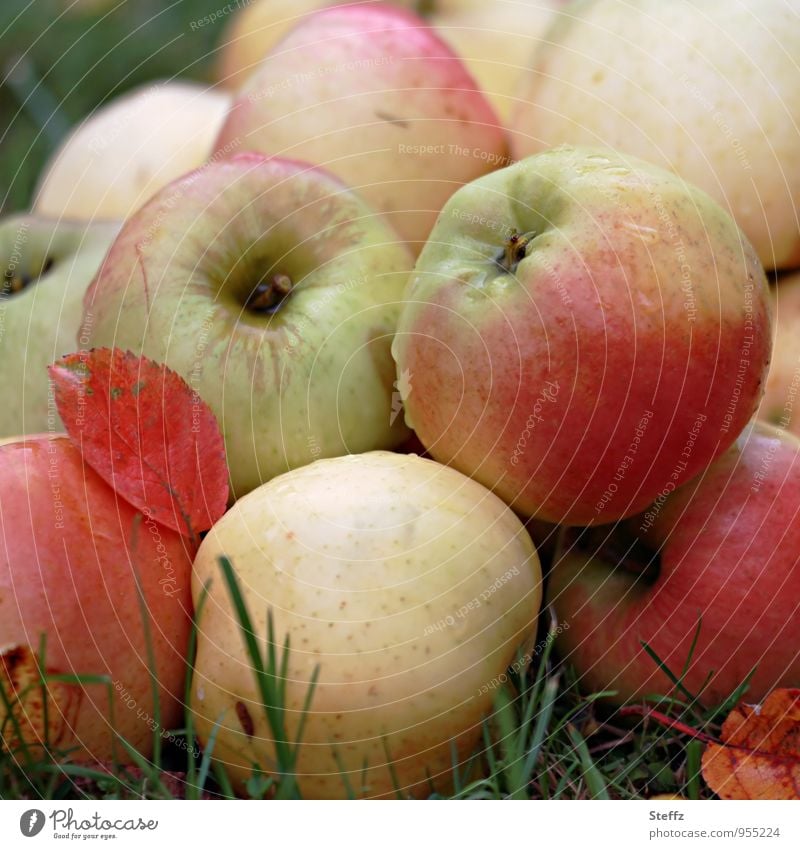 crispy fresh apples from the orchard Apple harvest Diet fruit Fruit garden organic Organic produce fresh fruit fruit harvest Windfall Garden fruits reap Supply