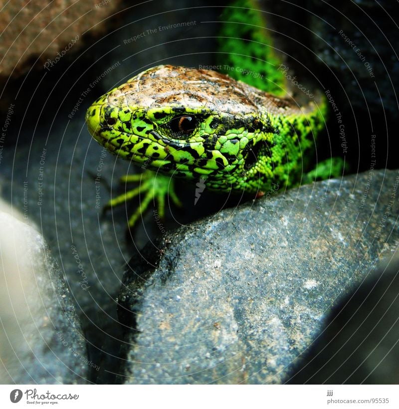 railway embankment reptile Reptiles Lizards Green Stone Eyes Feet