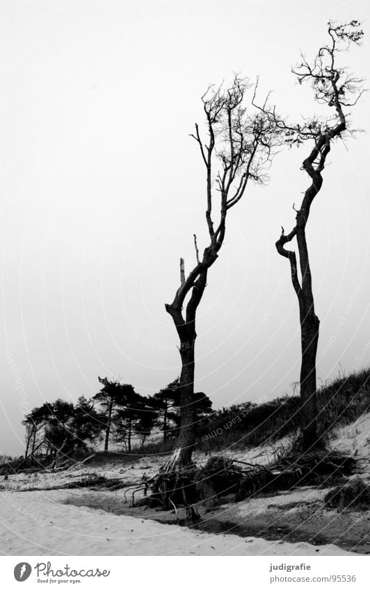 western beach Wind cripple Tree Ocean Coast Beach Gale Forest Black White Fischland-Darss-Zingst Western Beach Gray Black & white photo Landscape Baltic Sea